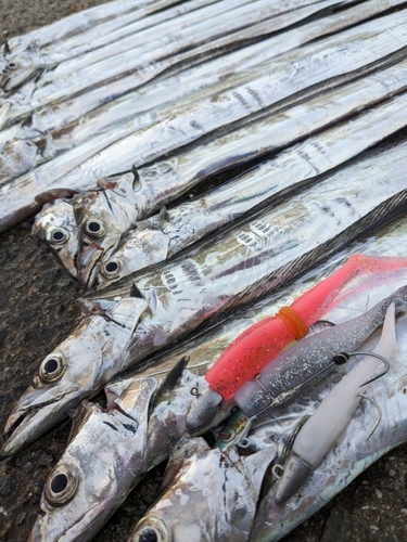 タチウオの釣果