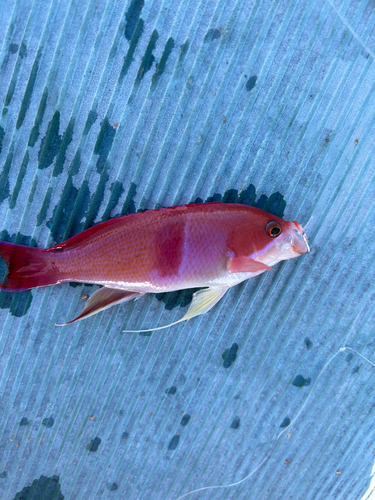 アカオビハナダイの釣果