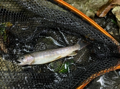 イワナの釣果