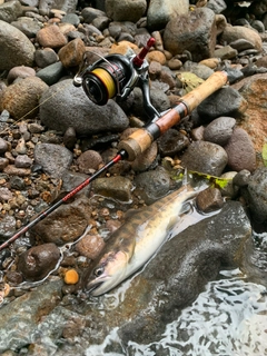 ヤマメの釣果