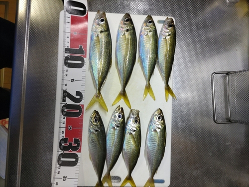 アジの釣果