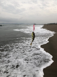 フグの釣果