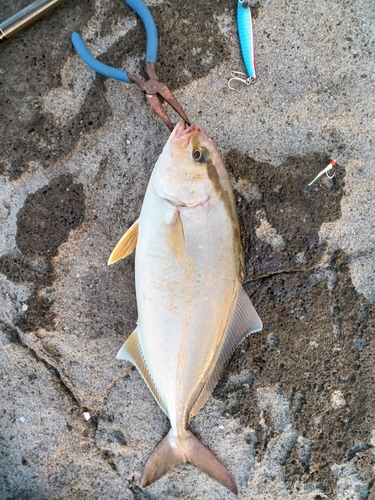 ショゴの釣果