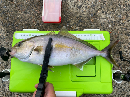 ショゴの釣果