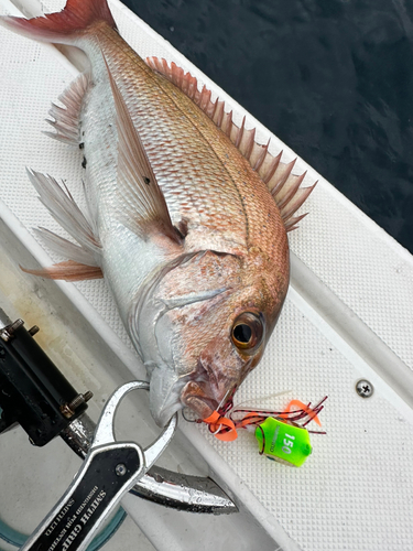 タイの釣果