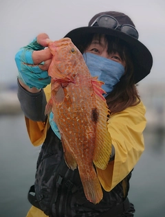 アコウの釣果
