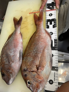 タイの釣果