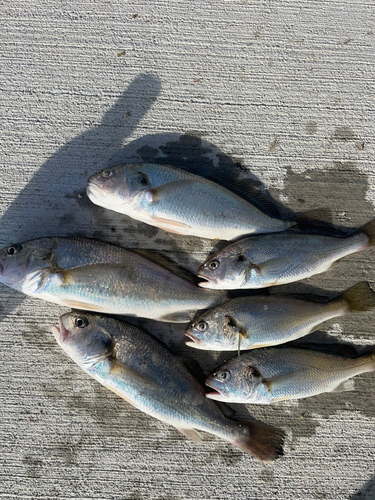 イシモチの釣果