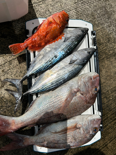 ハガツオの釣果