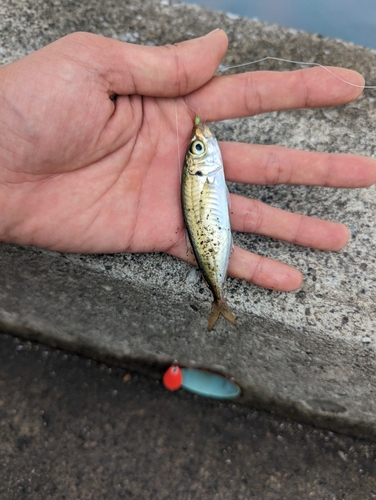 マアジの釣果