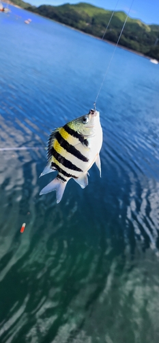 オヤビッチャの釣果