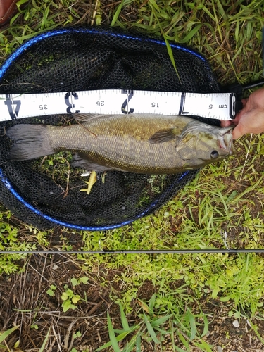 スモールマウスバスの釣果