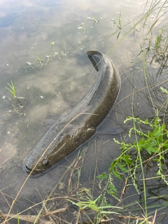 ライギョの釣果