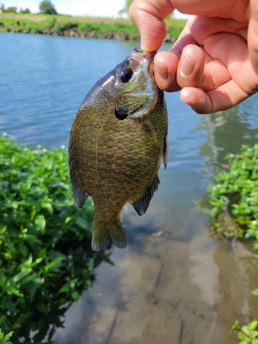 ブルーギルの釣果