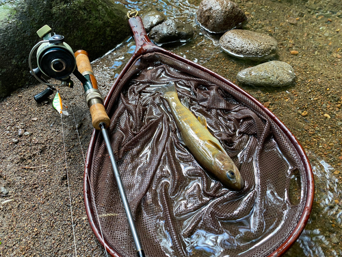 ヤマトイワナの釣果