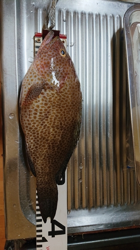 オオモンハタの釣果