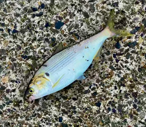 コノシロの釣果