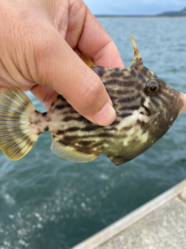 カワハギの釣果