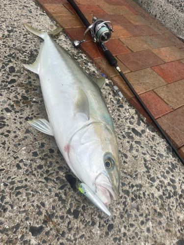 ヒラマサの釣果