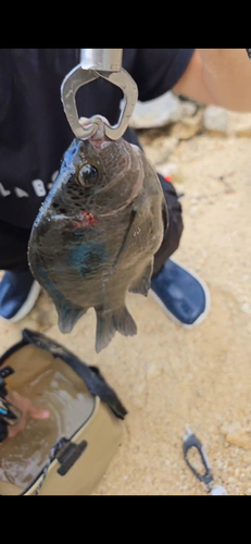 シマスズメダイの釣果