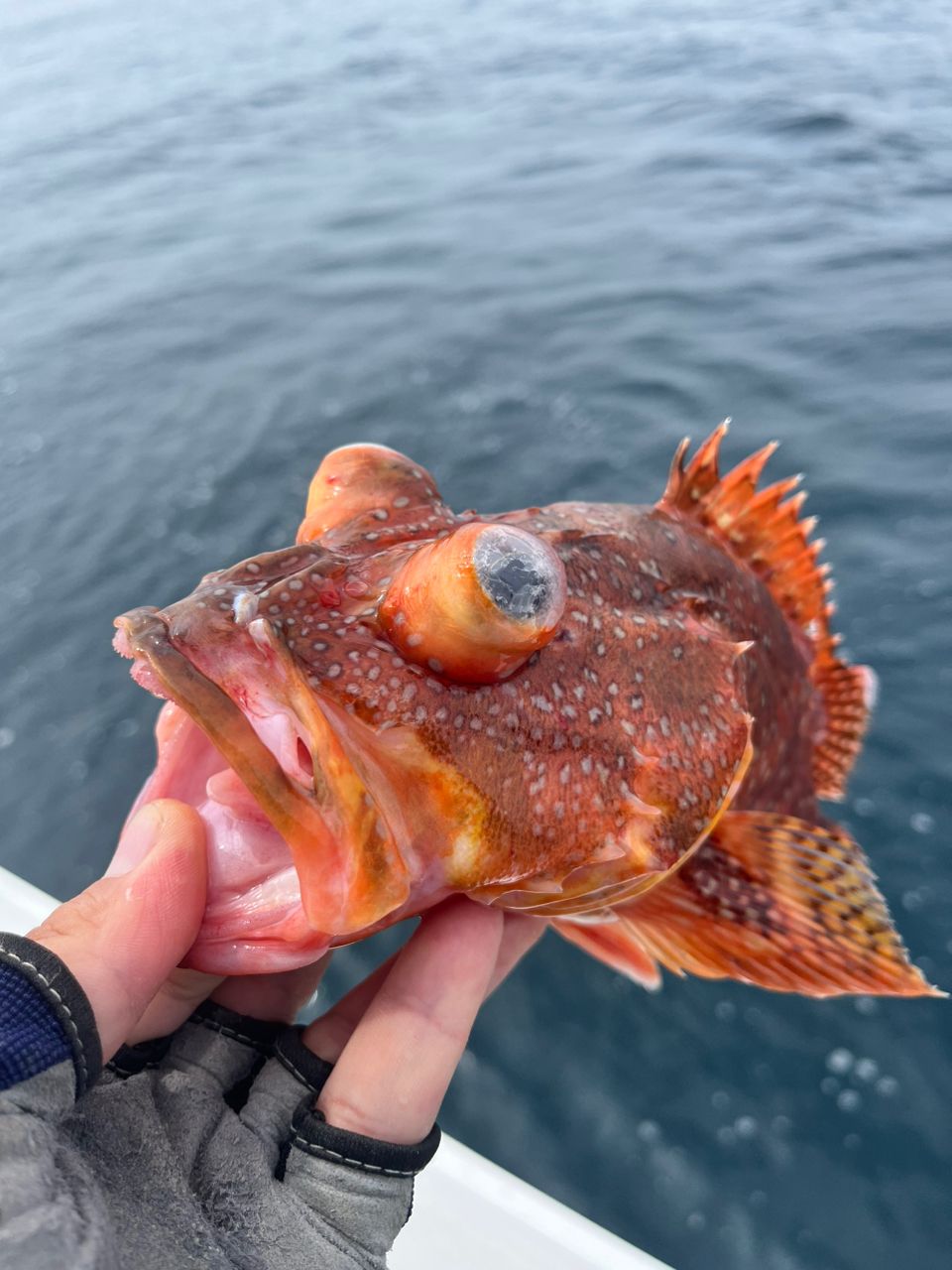 タッチーさんの釣果 3枚目の画像