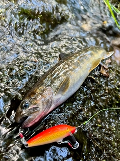 イワナの釣果