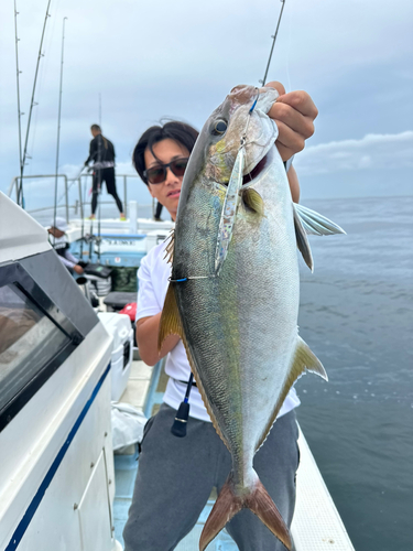 カンパチの釣果