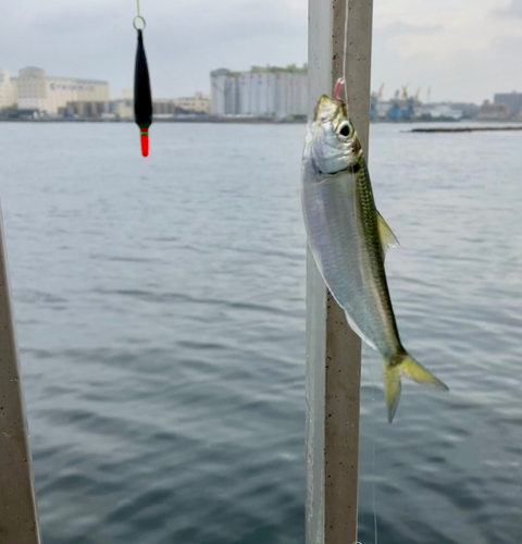 サッパの釣果