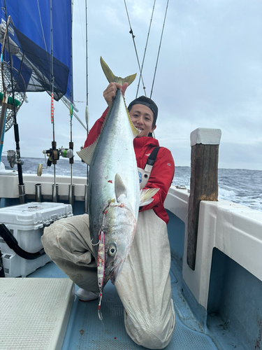 ブリの釣果