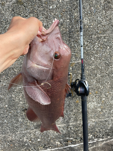 コブダイの釣果