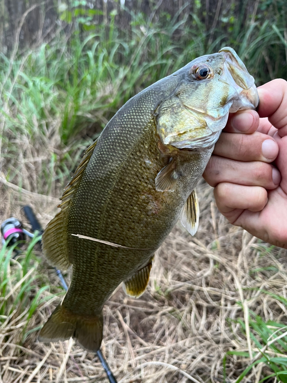 スモールマウスバス