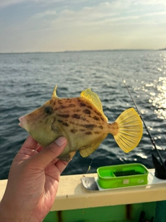 カワハギの釣果