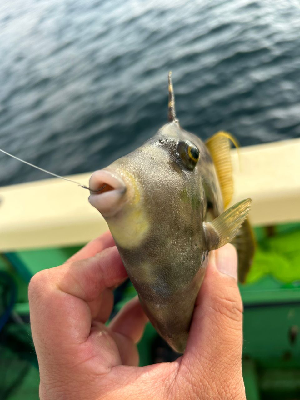 きンちゃンさんの釣果 2枚目の画像