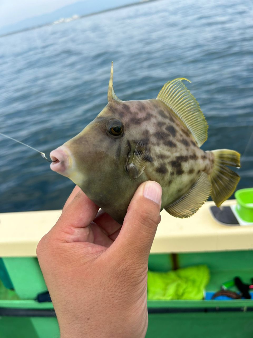 きンちゃンさんの釣果 3枚目の画像