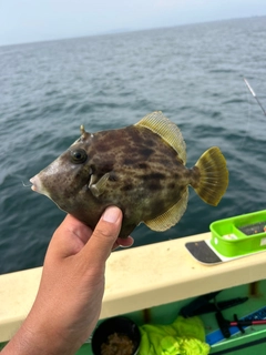 カワハギの釣果