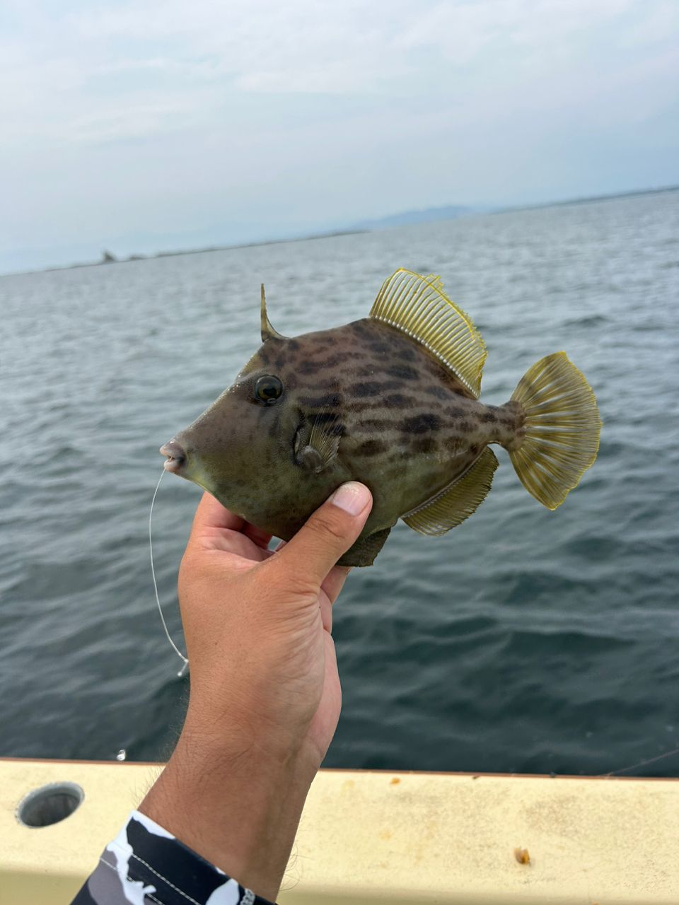 きンちゃンさんの釣果 2枚目の画像