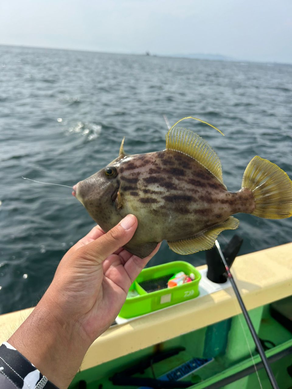 きンちゃンさんの釣果 3枚目の画像