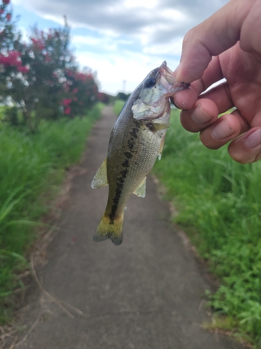 ラージマウスバスの釣果