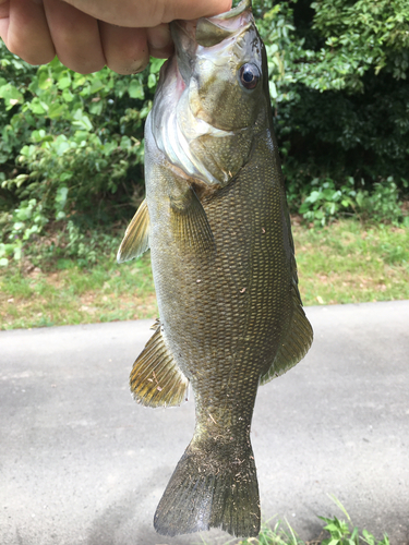 スモールマウスバスの釣果