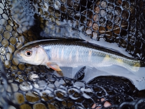 オイカワの釣果