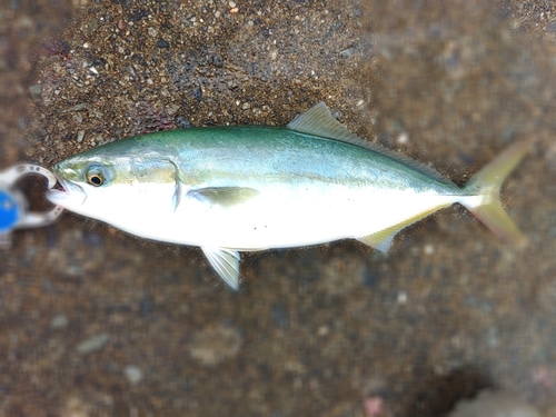 ツバスの釣果