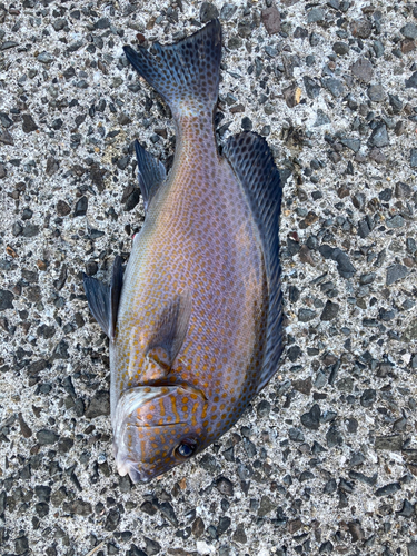 コロダイの釣果