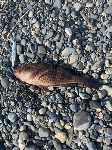 オオモンハタの釣果