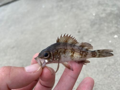 メバルの釣果