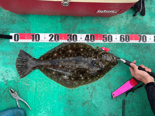 ヒラメの釣果