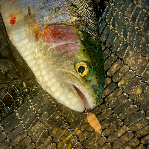 ニジマスの釣果