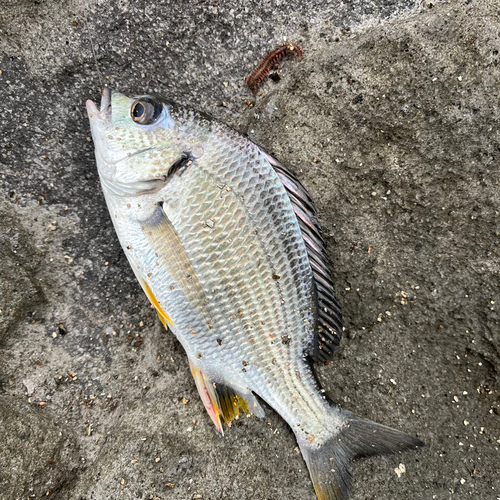 キチヌの釣果