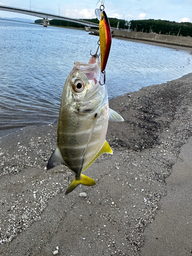 メッキの釣果