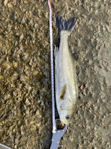 セイゴ（マルスズキ）の釣果