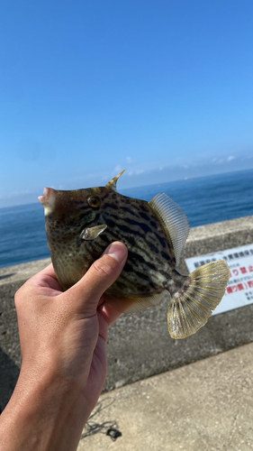 カワハギの釣果